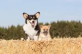 CORGI PEMBROKE 106